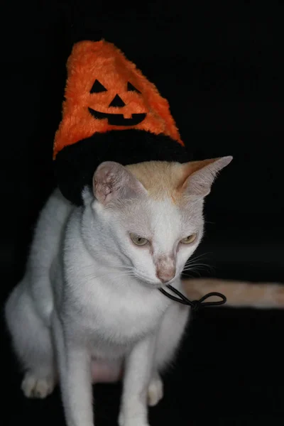 Bílá Kočka Oranžovou Černou Barvou Halloween Klobouk Černém Tmavém Pozadí — Stock fotografie