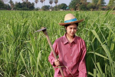 Şeker kamışı çiftliğinde çalışan ve uzun kollu kırmızı gömlekli hasır şapkalı bir kadın çiftçi.. 