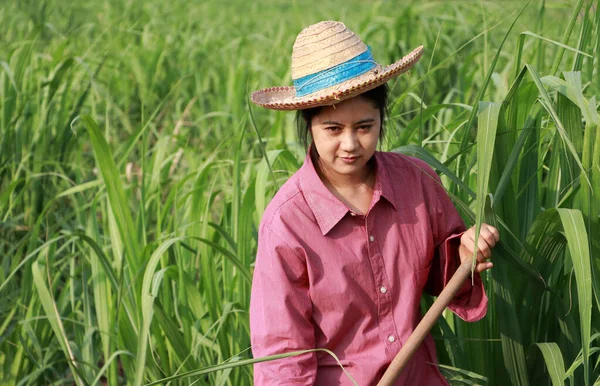 Woman Farmer Hoe Hand Working Sugarcane Farm Wearing Straw Hat — Stock Photo, Image