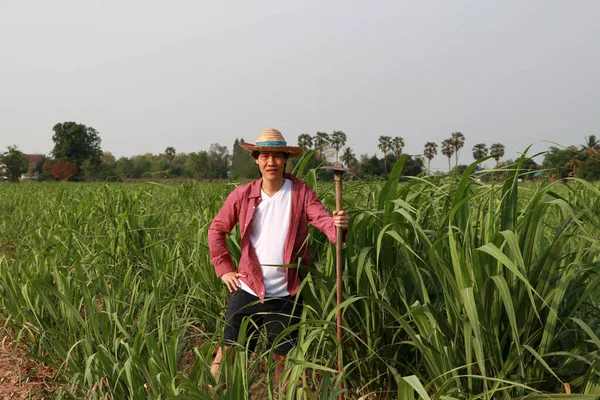 Man Farmer Hoe Hand Working Sugarcane Farm Wearing Straw Hat — Stock Photo, Image