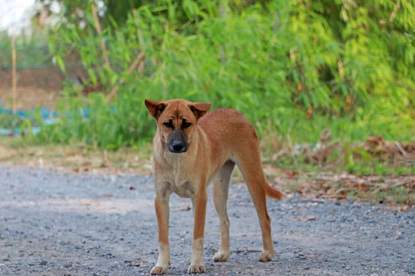 Couleur Brun Orangé Chien Debout Sur Sol Route Gravier Est — Photo