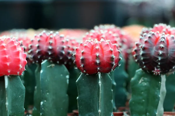 Rode Zwarte Kleur Van Gymnocalycium Mihanovichii Cactus Mini Plant Pot — Stockfoto