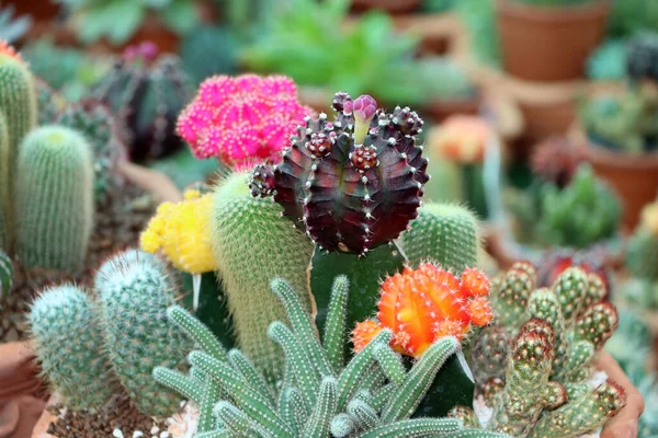 Varietas Dekoratif Kaktus Kecil Dikombinasikan Dalam Pot Terakota — Stok Foto