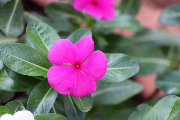 Rosa Vattenkrasse Blomma Bland Gröna Blad Allmänt Känd Som Catharanthus — Stockfoto