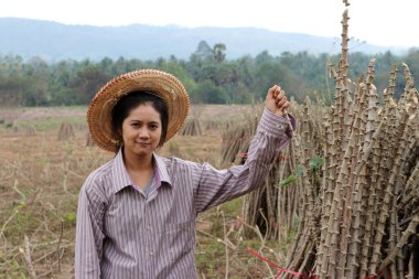 Tapyoka bacaklı kadın çiftçi Cassava çiftliğinde yığını birlikte kesiyor..