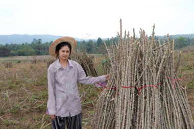 Tapyoka bacaklı kadın çiftçi Cassava çiftliğinde yığını birlikte kesiyor..