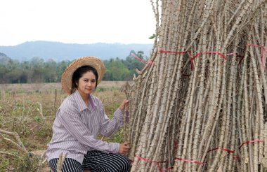 Tapyoka bacaklı kadın çiftçi Cassava çiftliğinde yığını birlikte kesiyor..