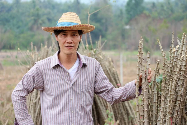 Erkek çiftçi akimbo ile ayakta duruyor ve bir el de kasava çiftliğinde yığını bir araya getiren tapyoka bitkisinin dalını tutuyor..