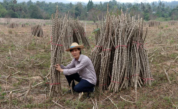 Male Farmer Sitting Midst Tapioca Limb Cut Stack Together Cassava — Stock Photo, Image