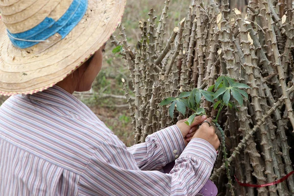 Agriculteur Femelle Attraper Tige Plante Tapioca Avec Membre Tapioca Qui — Photo