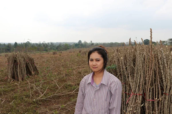 Agricultrice Assise Avec Membre Tapioca Qui Coupé Pile Ensemble Dans — Photo