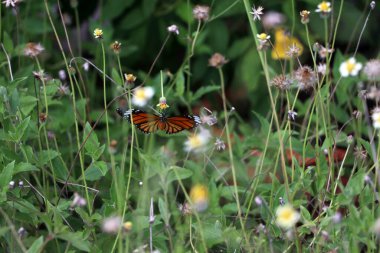 Kelebek çiçek nektarını yeşil arka planda çimenlerin üzerinde içer..