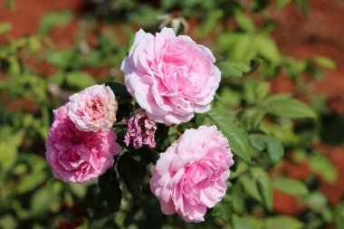 Miranda Rose 'un pembe rengi ağacın dalında.