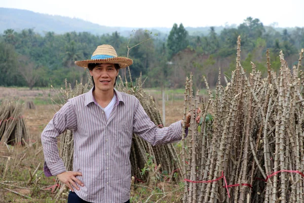Erkek çiftçi akimbo ile ayakta duruyor ve bir el de kasava çiftliğinde yığını bir araya getiren tapyoka bitkisinin dalını tutuyor..