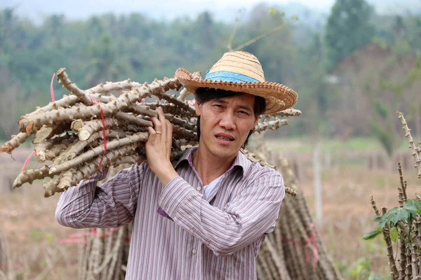 Erkek çiftçi ayakta ve omuz tapyoka uzuvları Cassava çiftliğinde yığını birlikte kesiyor..