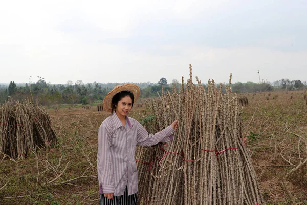 Female Farmer Sitting Tapioca Limb Cut Stack Together Cassava Farm — Stock Photo, Image