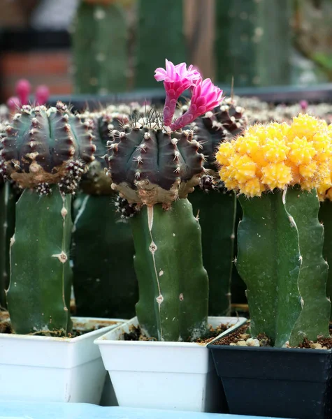 Gymnocalycium mihanovichii kaktüs veya Ay kaktüsü bitkisinden açan pembe kaktüs çiçekleri..