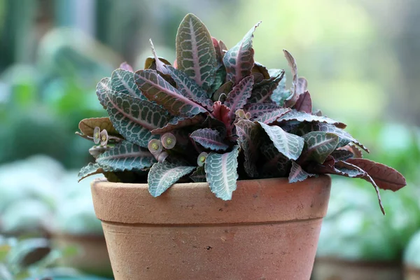 Planta Follaje Maceta Parque Con Fondo Borroso —  Fotos de Stock