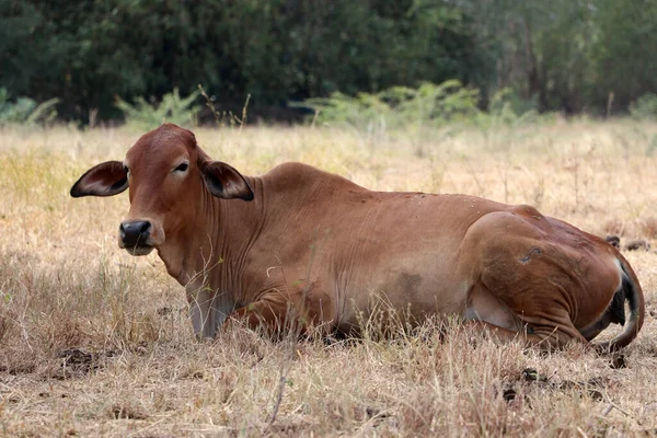 Brown Color Cow Laying Grassland — Stock Photo, Image