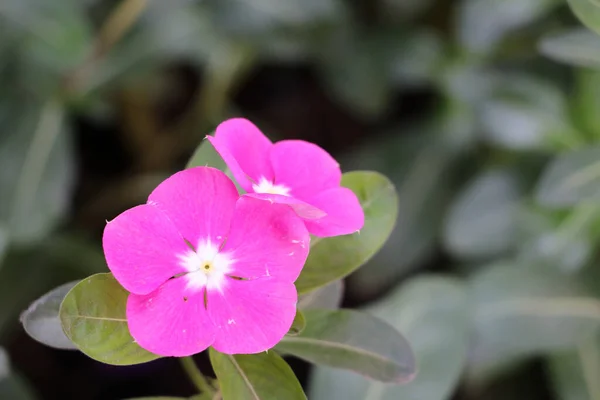 Розовый Цветок Watercress Среди Зеленых Листьев Широко Известный Catharanthus Roseus — стоковое фото