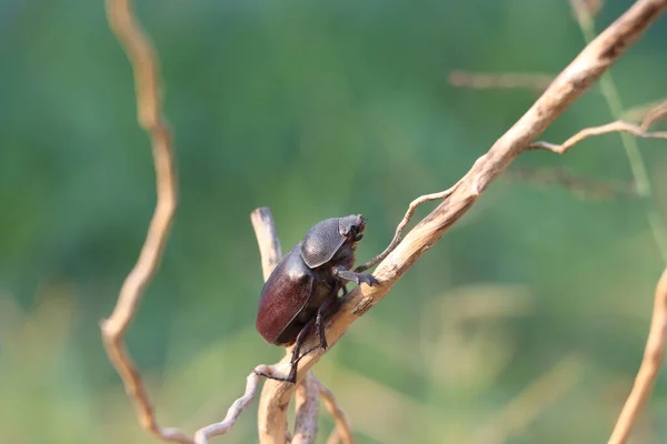 Insecte Scarabée Noir Perché Sur Une Branche Sèche Avec Fond — Photo