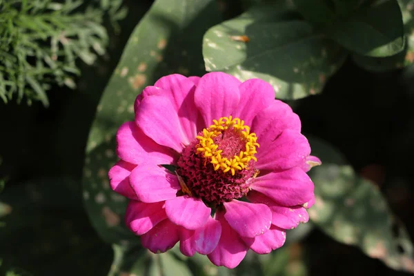 Dunkelrosa Zinnia Blume Auf Dem Baum Zinnia Ist Eine Pflanzengattung — Stockfoto