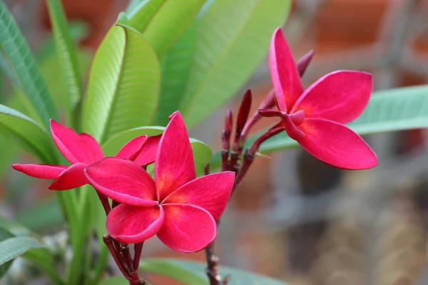 フランジパニの花と緑の背景の赤い色 暖かい地域で国際的な装飾品として栽培されたプルメリア — ストック写真