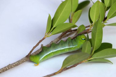 Oleander şahin güvesi tırtılları, beyaz zemindeki ağacın dalında yer alır..