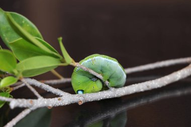 Oleander şahin güvesi tırtılları (, Sphingidae) ağacın dalında, karanlık refleks zemininde..