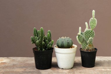 Three mini cactus in the black small pot on the wooden floor and brown background. It is a succulent plant with a thick, fleshy stem that typically bears spines, lacks leaves. clipart