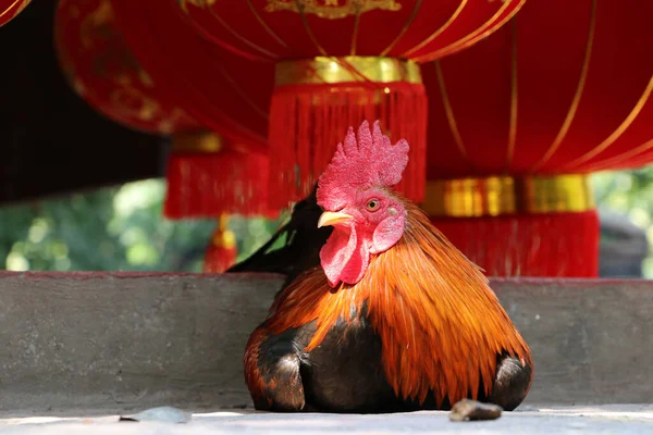 Ayam Berbaring Lantai Beton Dan Keluar Fokus Lentera Merah Ayam — Stok Foto