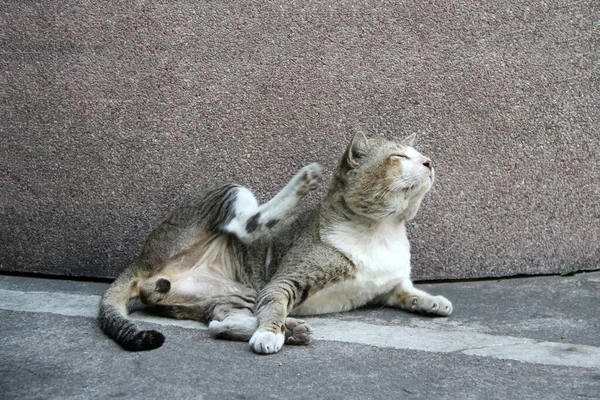 Cat laying down and scratching by hind leg on the floor. it is a small domesticated carnivorous mammal with soft fur, a short snout, and retractile claws.