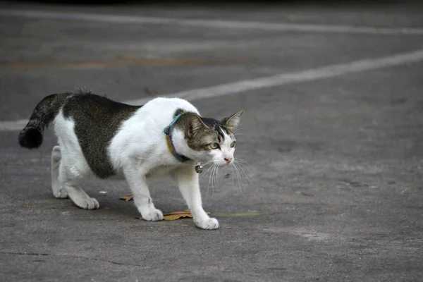 Kočka Kráčí Aby Něco Zaútočila Betonové Podlaze Malý Domestikovaný Masožravý — Stock fotografie