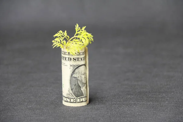 Rolled Banknote Money One Dollar Young Plant Grow Dark Grey Stock Image
