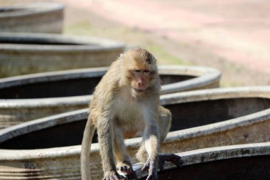Yengeç yiyen Macak maymunu geniş oval çömlek su kasesinde oturuyor..