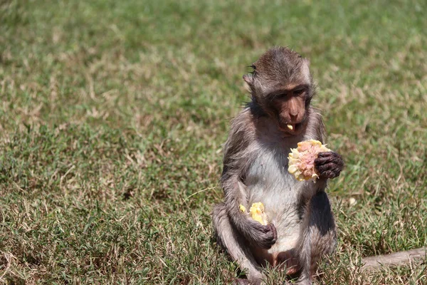 Monyet Macaque Pemakan Kepiting Duduk Greensward Dan Makan Jagung — Stok Foto