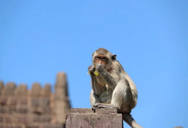 Macaco Macaco Caranguejo Sentado Mastro Cerca Comendo Água Doce Plástico — Fotografia de Stock