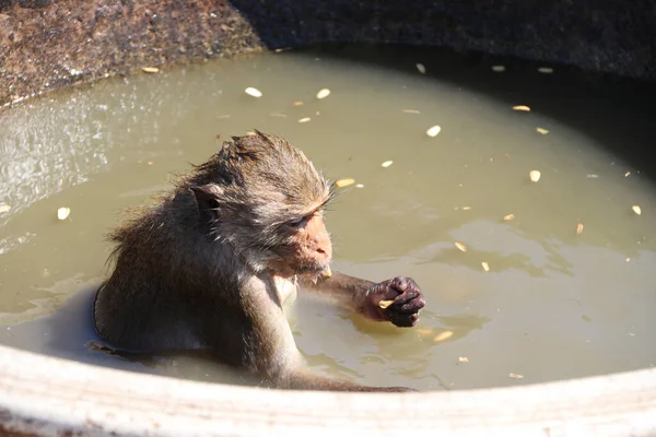 Macaco Banho Macaco Caranguejo Sentado Boca Tigela Água Cerâmica Oval — Fotografia de Stock