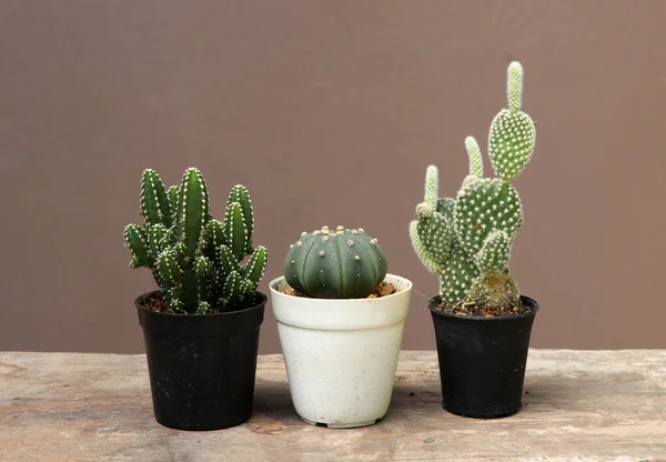 Kaktus Mini Pot Kecil Lantai Kayu Dan Latar Belakang Coklat — Stok Foto