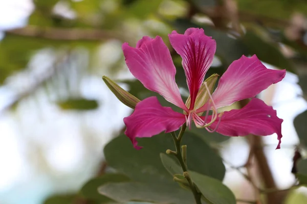 紫丁香或香港兰花在树上绽放 有浓密的叶子和醒目的紫红色花朵 — 图库照片