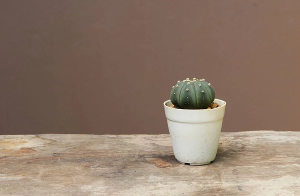 Kaktus Mini Pot Kecil Lantai Kayu Dan Latar Belakang Coklat — Stok Foto