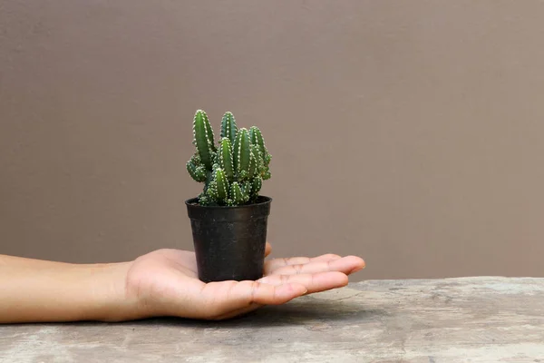 Kaktus Mini Pot Kecil Tangan Telapak Tangan Lantai Kayu Dan — Stok Foto