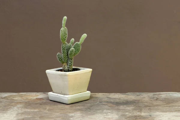 Mini Cactus Small Pot Wooden Floor Brown Background Succulent Plant — Stock Photo, Image