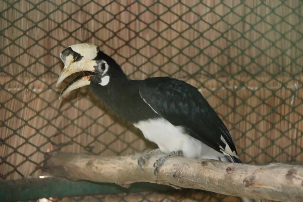 黑角鸟栖息在干枯的木材上 一种中大的热带东半球鸟 有很大的弯曲喙 通常有一个大的角质或骨质的壳 — 图库照片