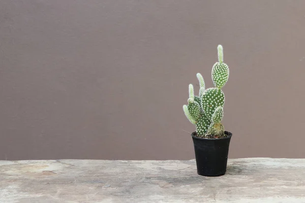Mini Cactus Black Small Pot Wooden Floor Brown Background Succulent — Stock Photo, Image