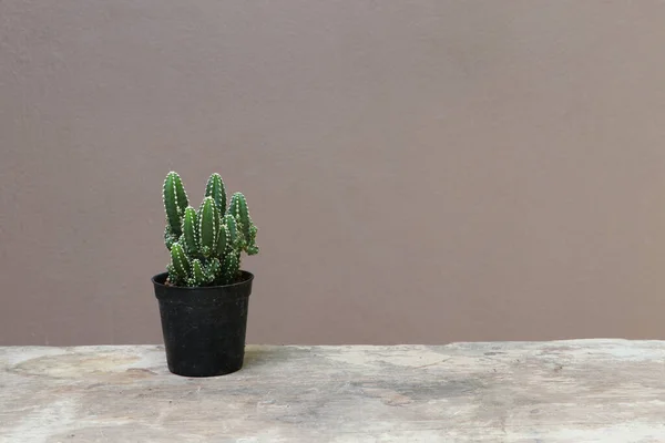 Kaktus Mini Dalam Pot Kecil Hitam Lantai Kayu Dan Latar — Stok Foto