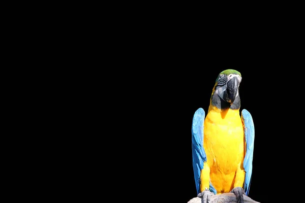 Macaw Vogel Het Droge Hout Geïsoleerd Zwarte Achtergrond Knippad Het — Stockfoto