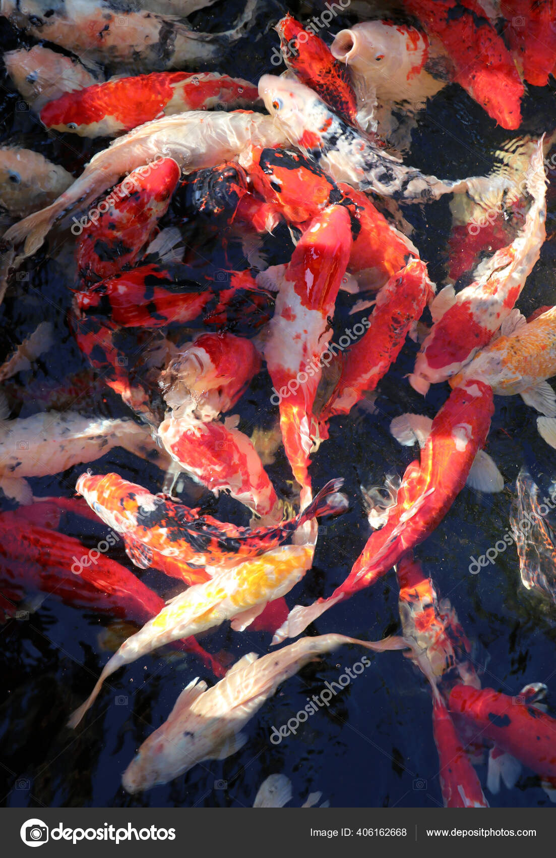 Koi Oranye Stok Foto Koi Oranye Gambar Bebas Royalti Halaman 7 Depositphotos