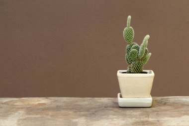 Tahta zemindeki küçük tencerede mini kaktüs ve kahverengi arka plan. Kalın ve etli bir gövdesi olan sulu bir bitkidir. Genellikle dikenleri vardır, yaprakları yoktur..