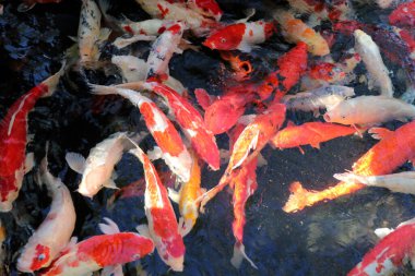 Suda bir sürü renkli sazan balığı dolaşıyor. Çerçevedeki tüm süslü balıkların arka planı.